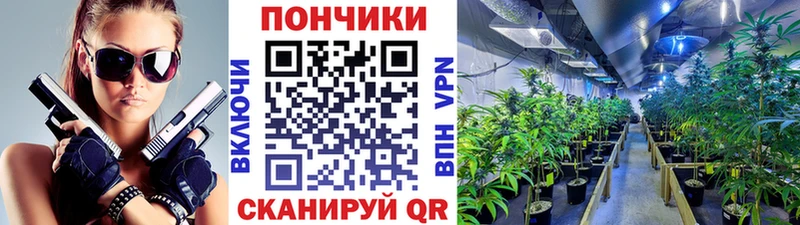 Канабис Amnesia  наркотики  Суворов 